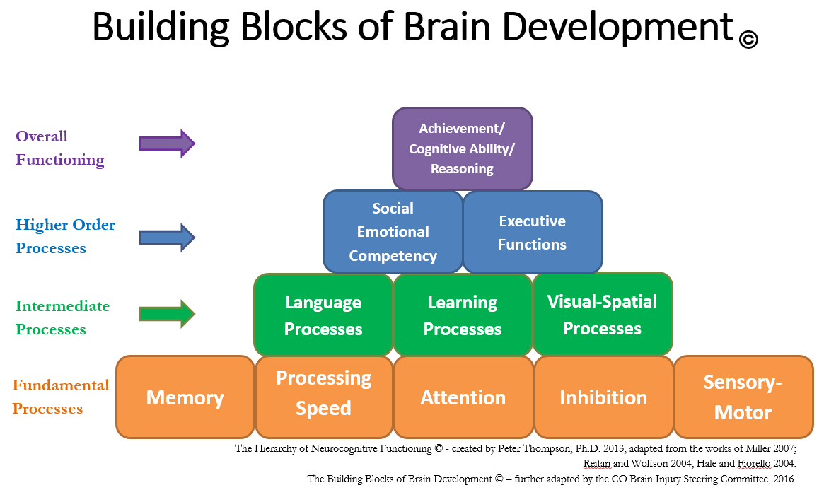 Building Blocks of Brain Development